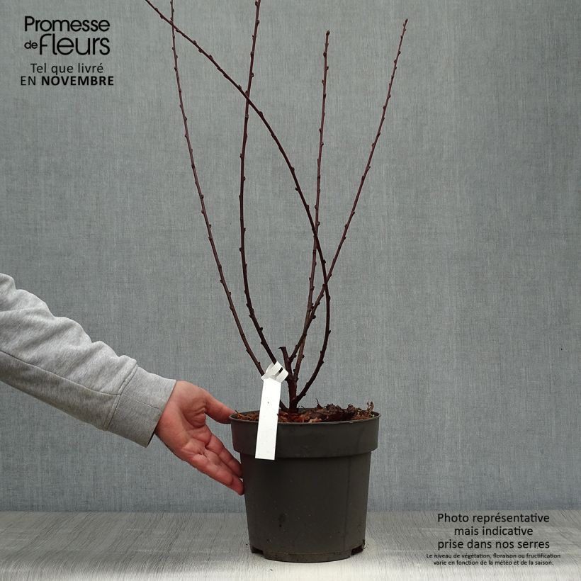 Exemplar von Amandier à fleurs - Prunus triloba 40/50cm en pot de 4/5L wie im Herbst geliefert