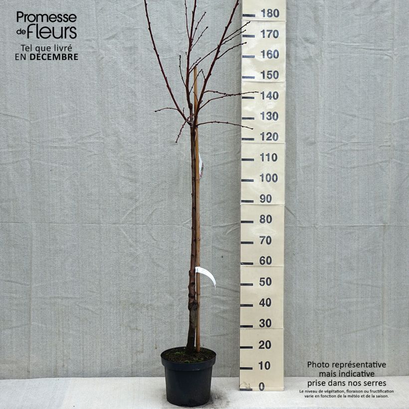 Exemplar von Amandier commun - Prunus dulcis Demi-tige en pot de 7,5l/10l wie im Winter geliefert