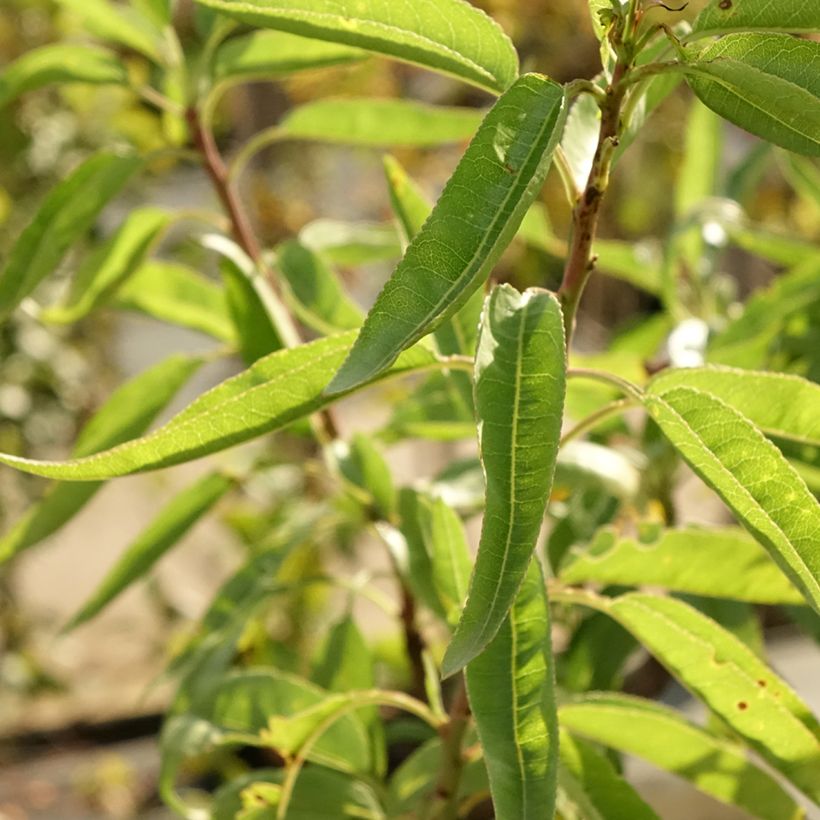 Mandelbaum - Prunus dulcis (Laub)