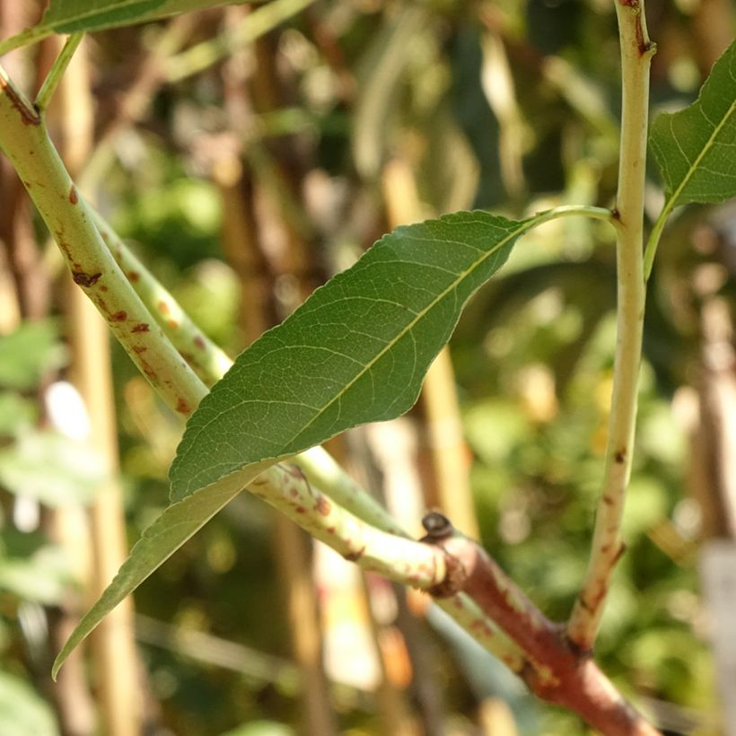 Mandelbaum Supernova - Prunus dulcis (Laub)