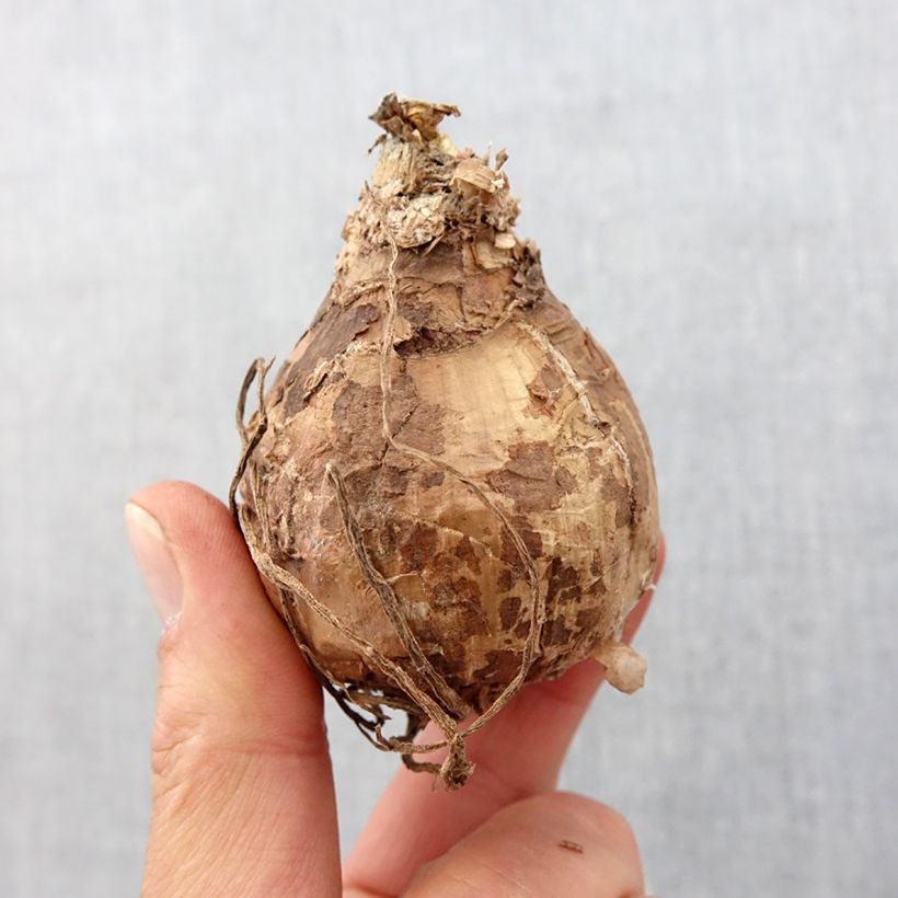 Exemplar von Amaryllis belladonna Alba Zwiebel wie im Frühjahr geliefert