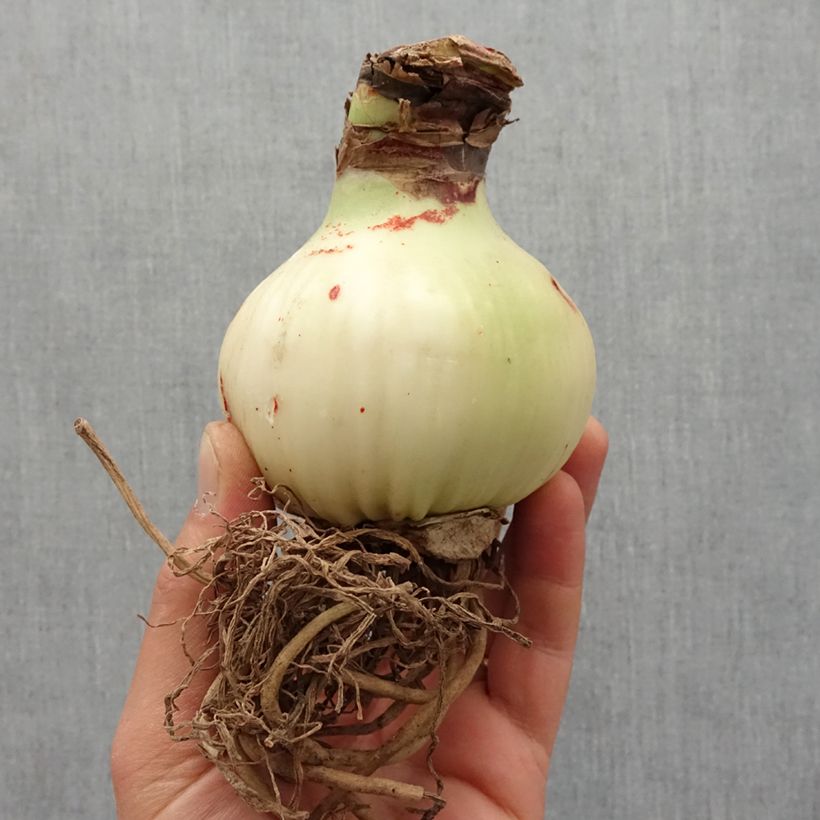 Exemplar von Amaryllis double Dream Bulbe wie im Frühjahr geliefert