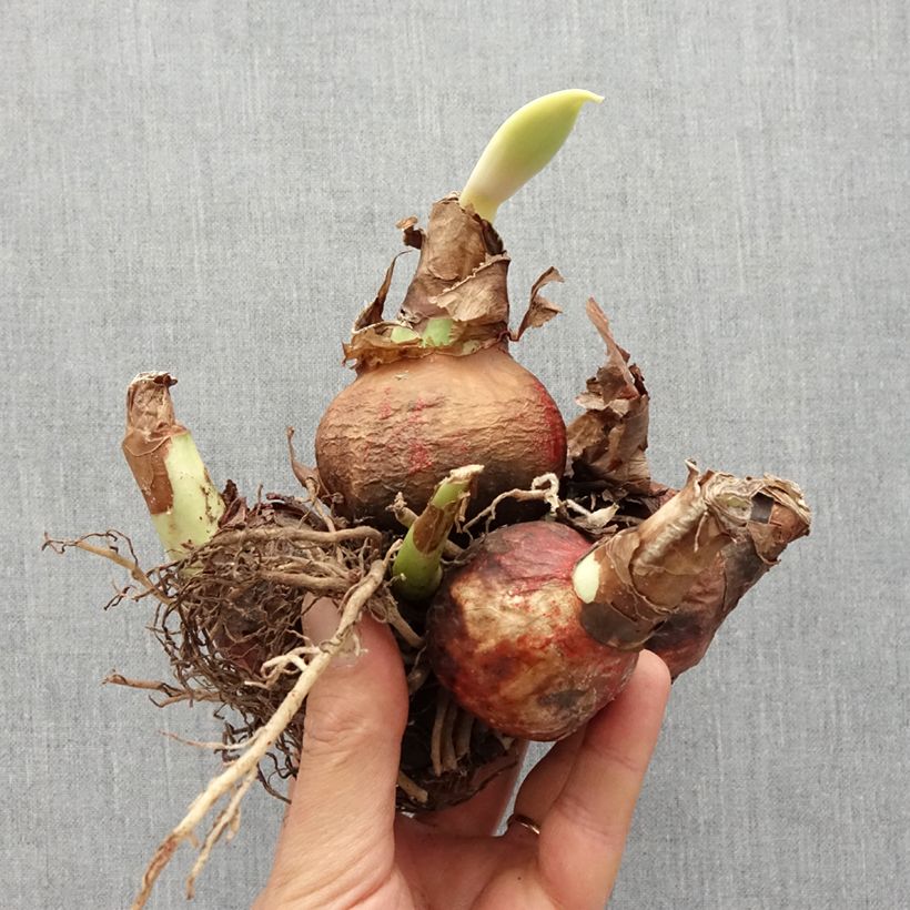 Exemplar von Amaryllis pluriflore White Garden - Hippeastrum  Bulbe wie im Frühjahr geliefert