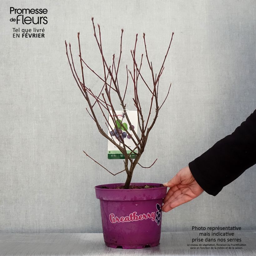 Exemplar von Amelanchier alnifolia Greatberry Garden (Northline) Pot de 3L/4L wie im Winter geliefert