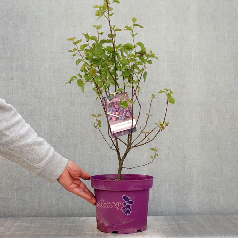 Exemplar von Erlenblättrige Felsenbirne Greatberry Garden - Amelanchier alnifolia Topf mit 3L/4L, Strauch/Busch, mehrstämmigGelieferte Höhe ca. 60/80cm wie im Frühjahr geliefert