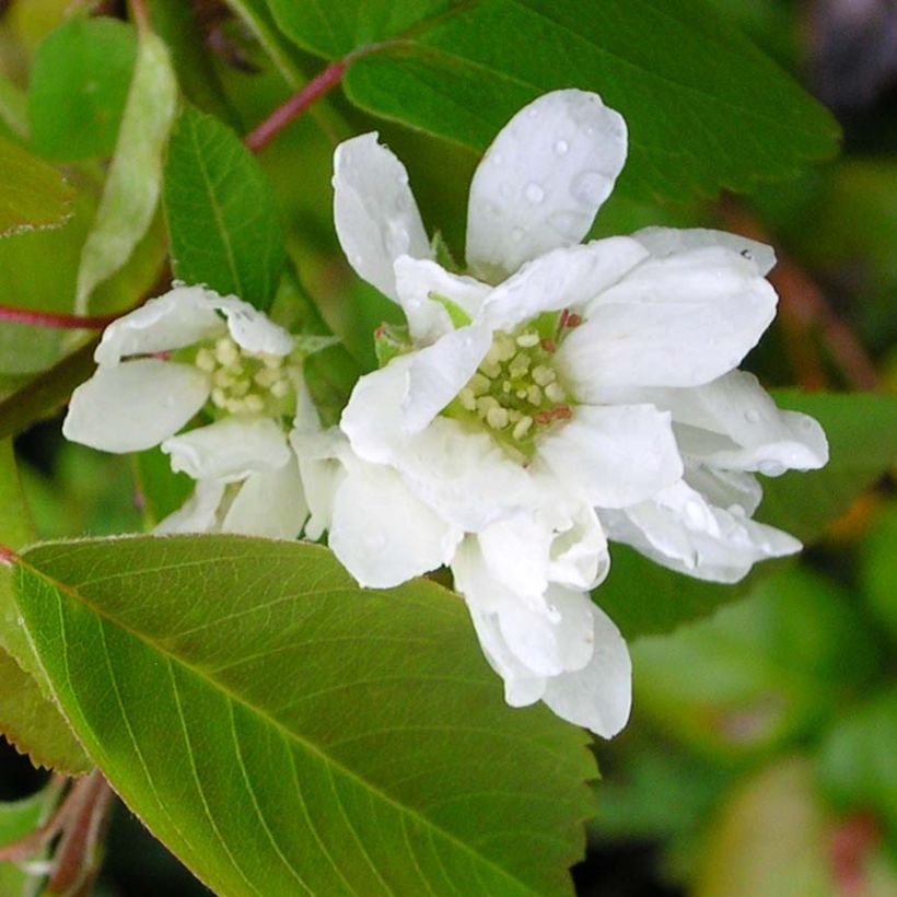 Erlenblättrige Felsenbirne Saskatoon Berry - Amelanchier alnifolia (Blüte)