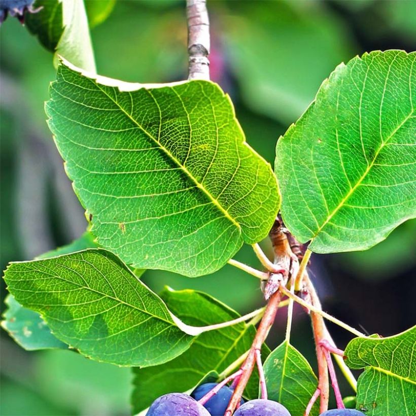 Erlenblättrige Felsenbirne Saskatoon Berry - Amelanchier alnifolia (Laub)