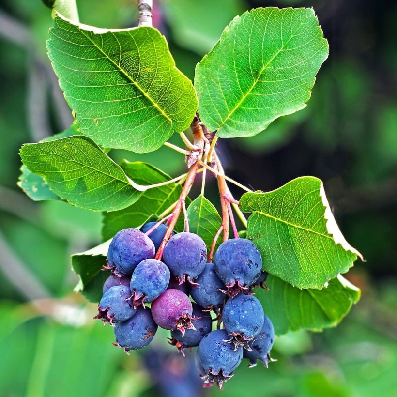 Erlenblättrige Felsenbirne Saskatoon Berry - Amelanchier alnifolia (Ernte)