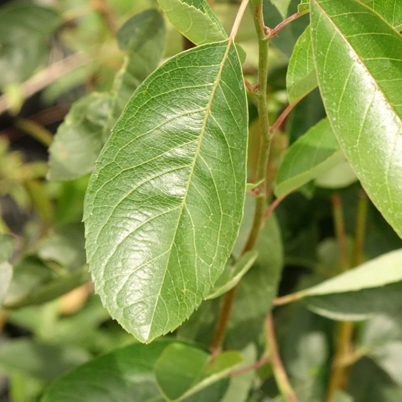 Amelanchier laevis Ballerina - Kahle Felsenbirne (Laub)