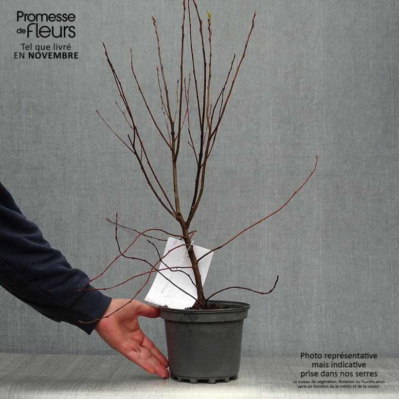 Exemplar von Amelanchier canadensis - Amélanchier du Canada en pot de 2L/3L wie im Herbst geliefert