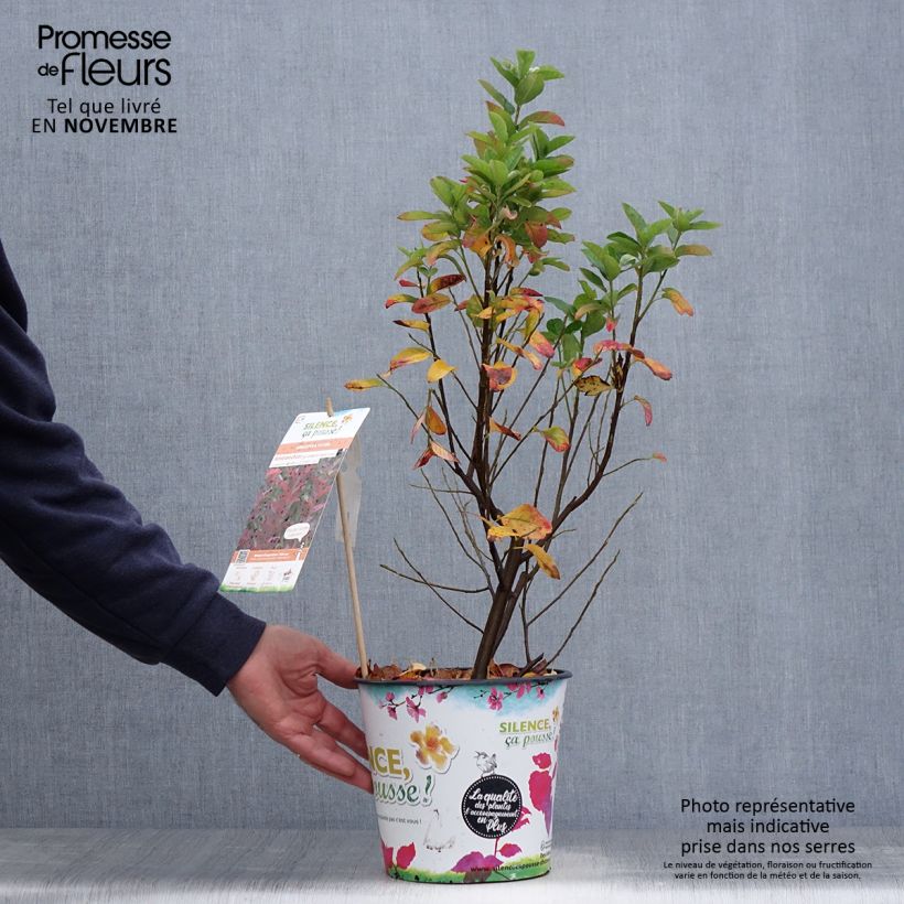 Exemplar von Amelanchier canadensis October Flame - Amélanchier du Canada en pot de 4L/5L wie im Herbst geliefert