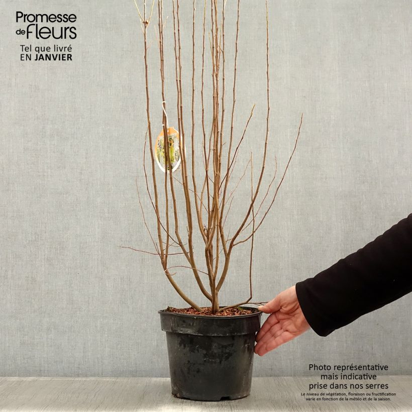 Exemplar von Amelanchier canadensis Rainbow Pillar  Pot de 5L wie im Winter geliefert