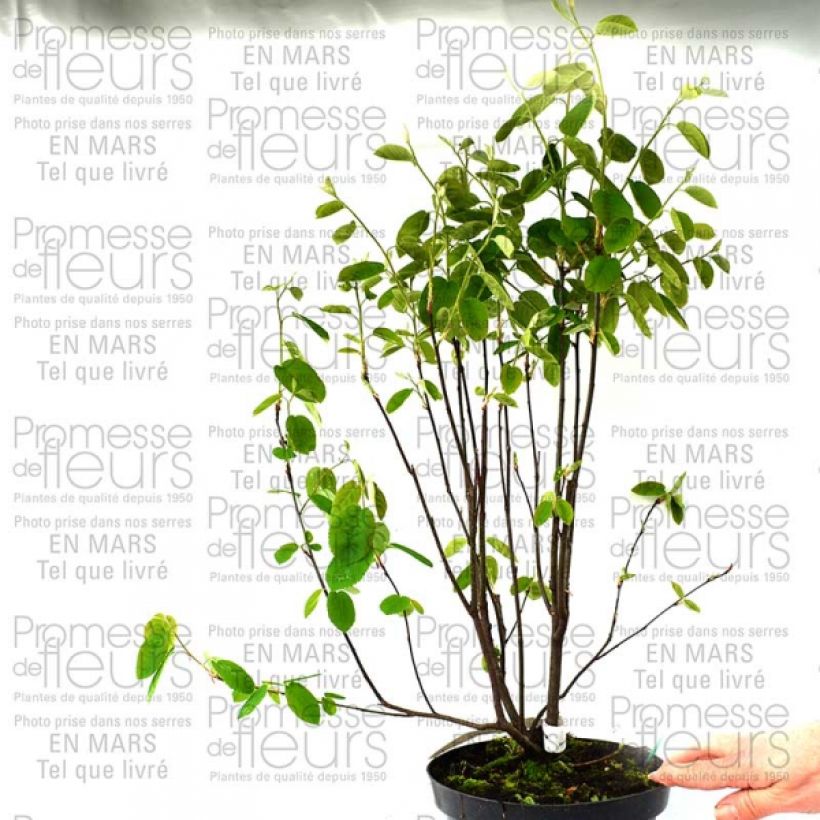 Beispiel eines Exemplars von Amélanchier en épis - Amelanchier spicata Pot de 3L/4L wie geliefert