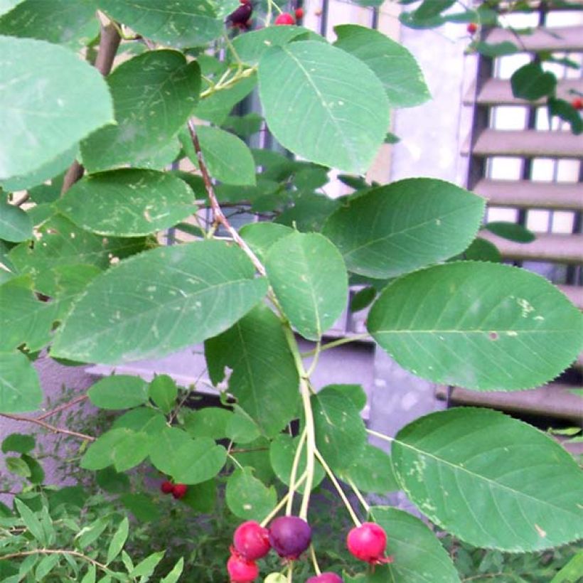 Amelanchier lamarckii - Kanadische Felsenbirne (Laub)