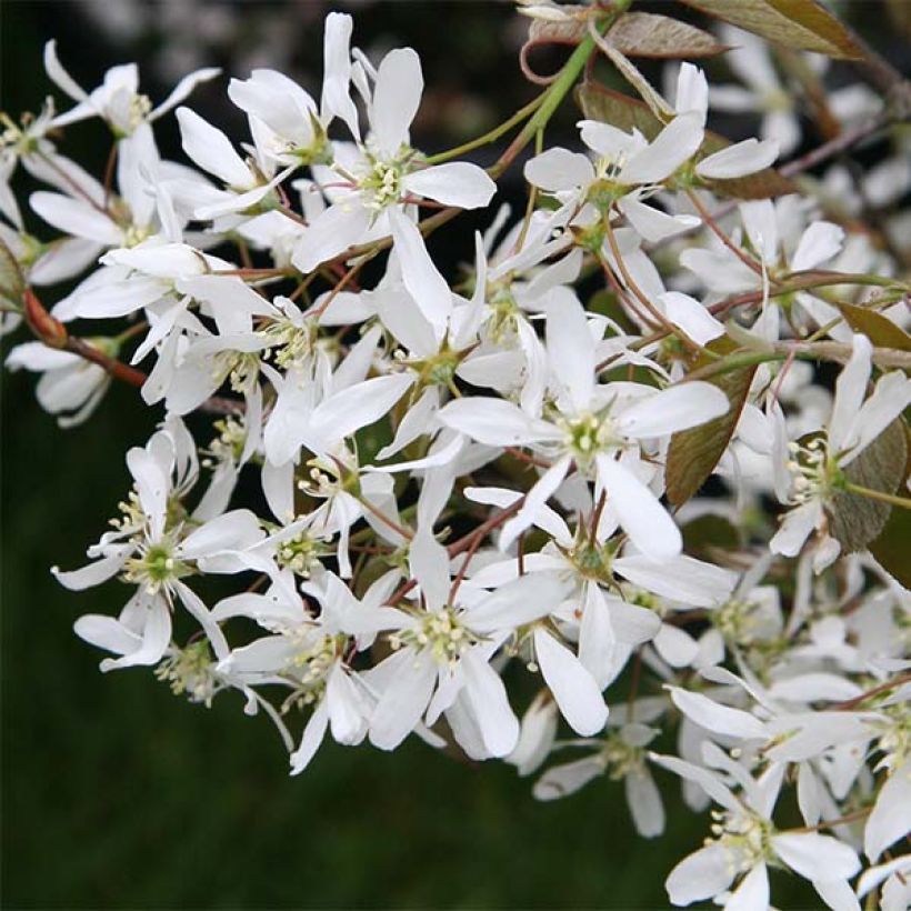 Amelanchier lamarckii - Kanadische Felsenbirne (Blüte)