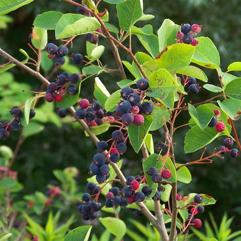 Amelanchier lamarckii - Kanadische Felsenbirne (Ernte)