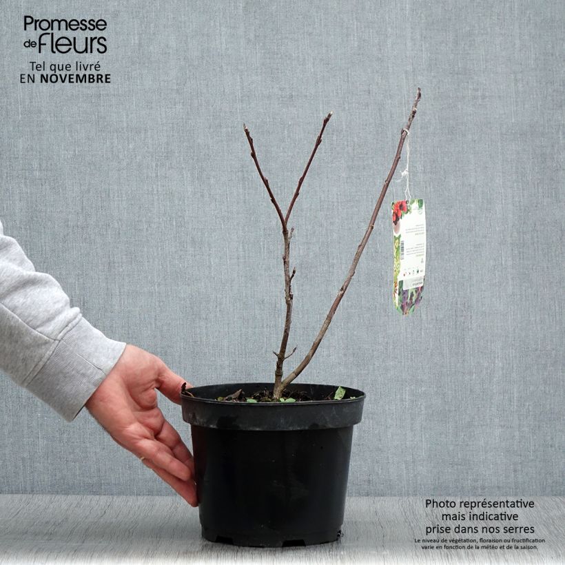 Exemplar von Amelanchier Smoky Pot de 2L/3L wie im Herbst geliefert