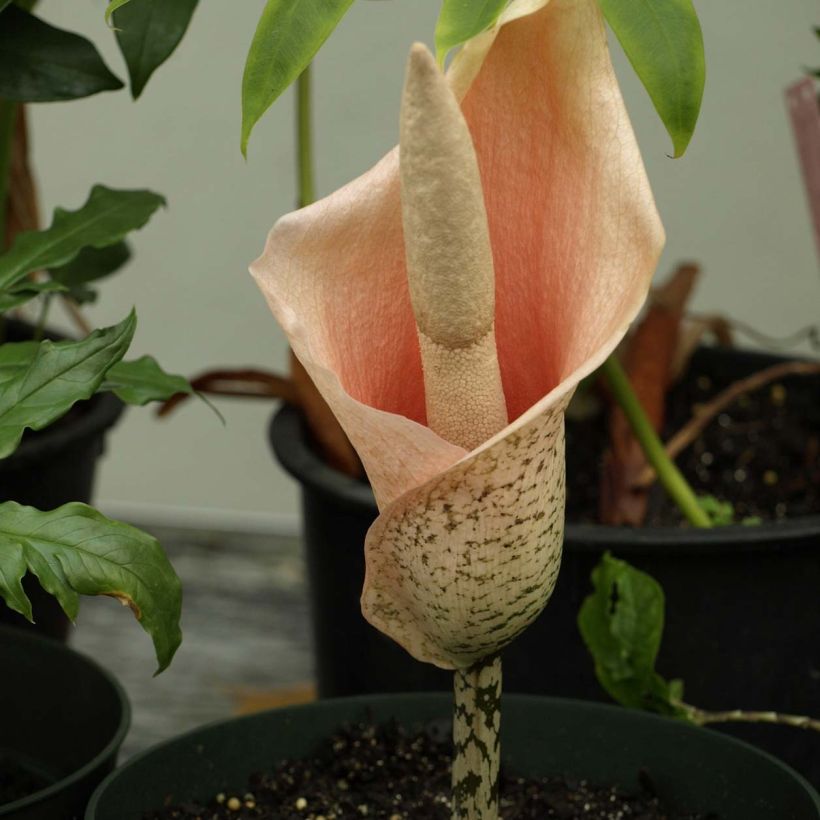 Amorphophallus bulbifer - Titanenwurz (Blüte)