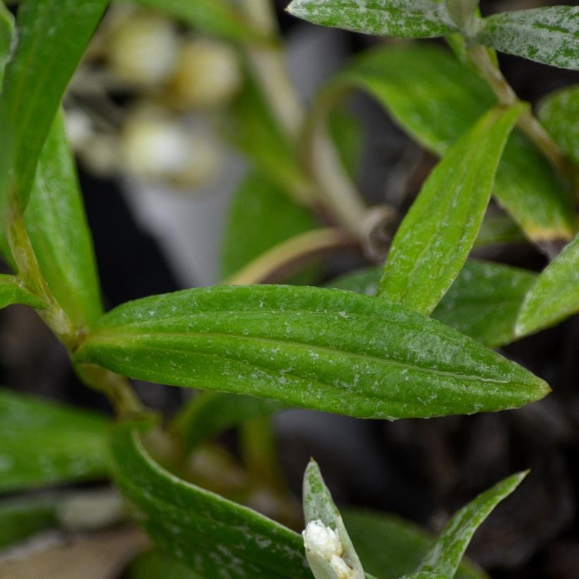 Anaphalis triplinervis - Himalaya-Perlkörbchen (Laub)