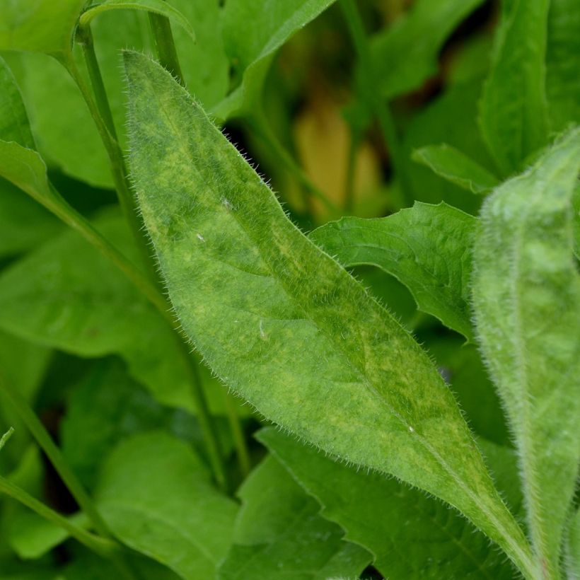 Anchusa azurea Loddon Royalist - Italienische Ochsenzunge (Laub)