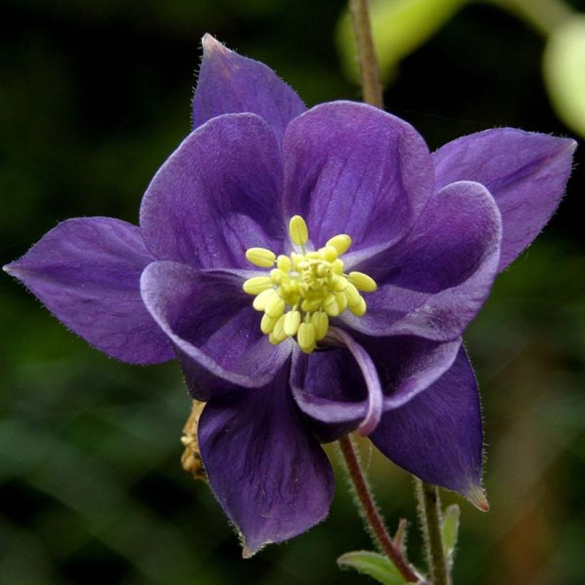 Aquilegia alpina - Alpen-Akelei (Blüte)