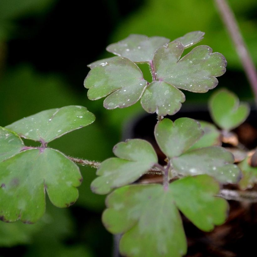 Aquilegia William Guiness - Kurzspornige Akelei (Laub)