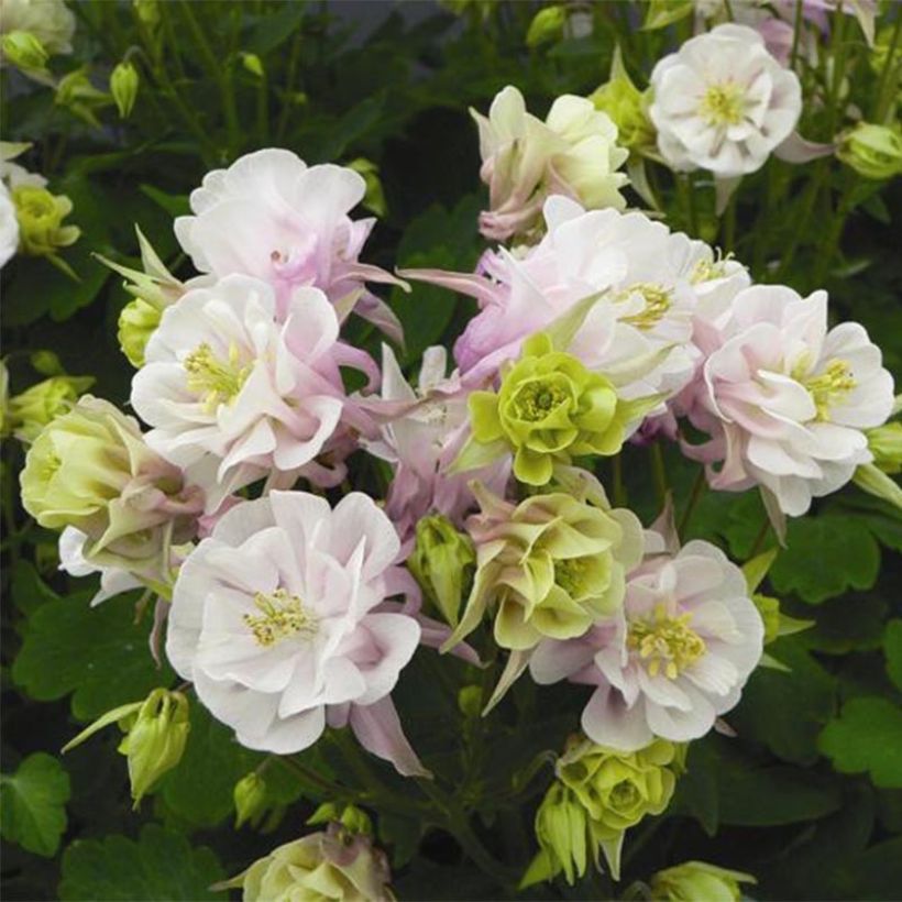 Aquilegia Winky Double Rose White - Garten-Akelei (Blüte)