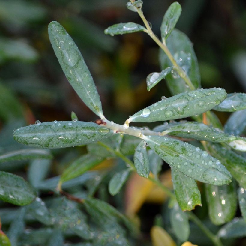 Andromeda polifolia Blue Ice - Sumpfrosmarin (Laub)