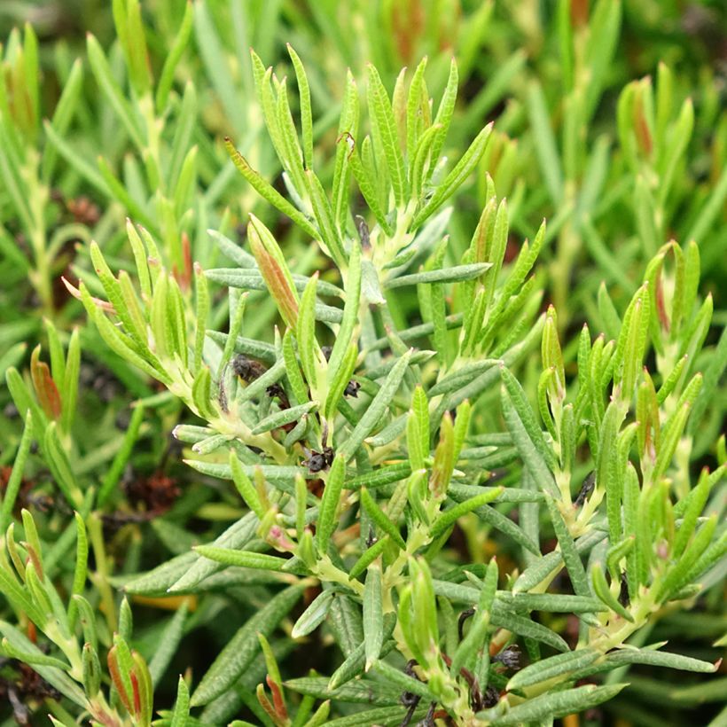 Andromeda polifolia Nikko - Sumpfrosmarin (Laub)