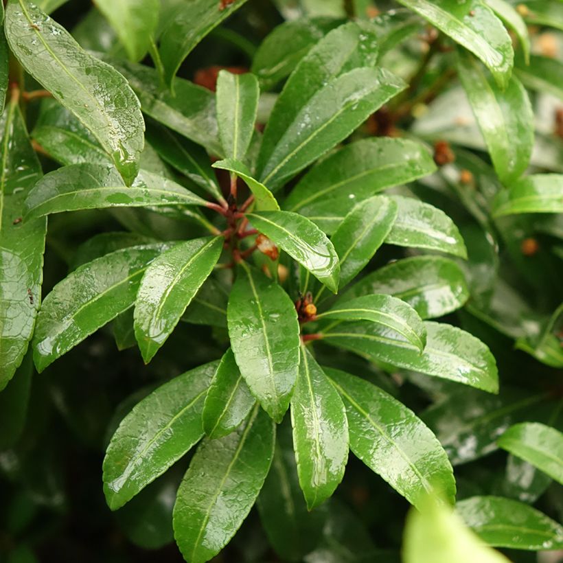 Schattenglöckchen Bonfire - Pieris japonica (Laub)