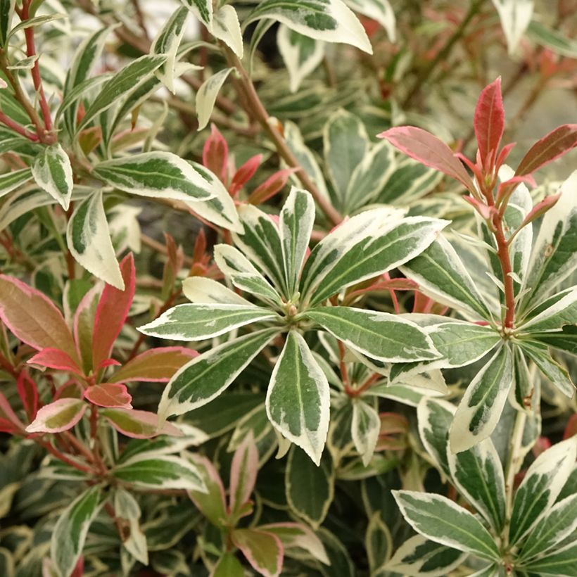 Schattenglöckchen Little Frosty - Pieris japonica (Laub)