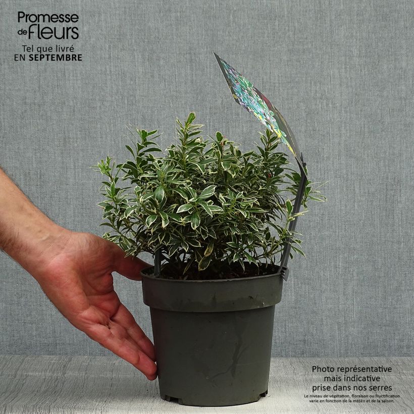 Exemplar von Andromède du Japon - Pieris japonica Little Frosty - Pot de 2L/3L wie im Herbst geliefert