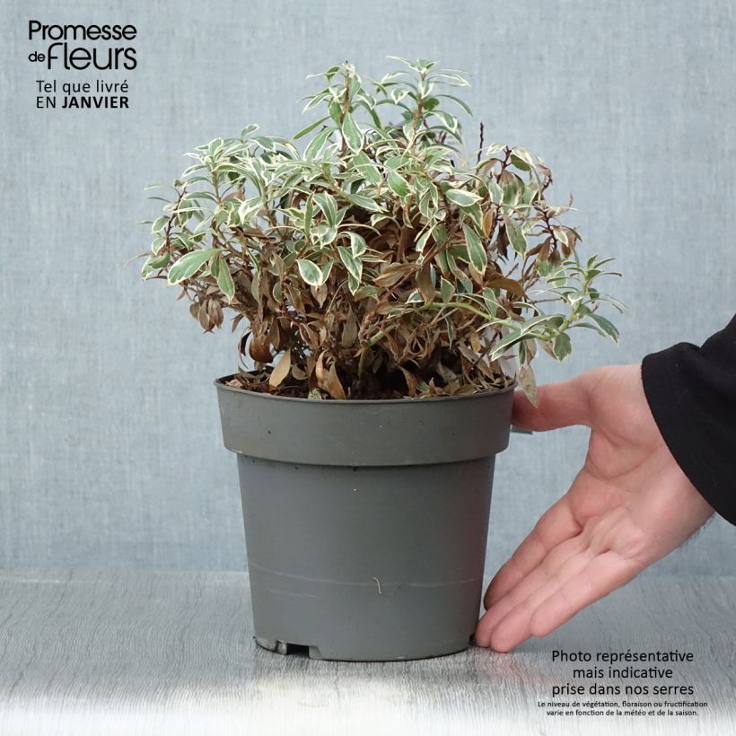 Exemplar von Andromède du Japon - Pieris japonica Little Frosty - Pot de 2L/3L wie im Winter geliefert