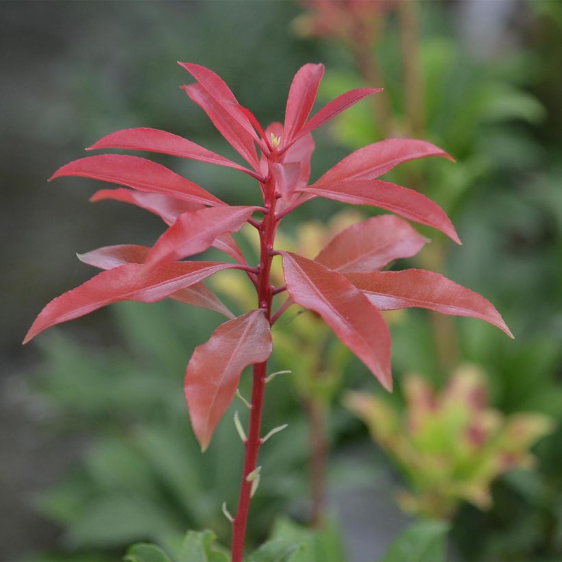 Schattenglöckchen Mountain Fire - Pieris japonica (Laub)