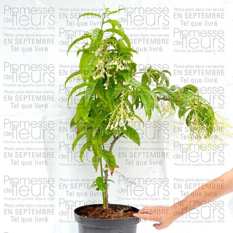 Beispiel eines Exemplars von Andromède en arbre - Oxydendron arboreum Pot de 4L/5L wie geliefert