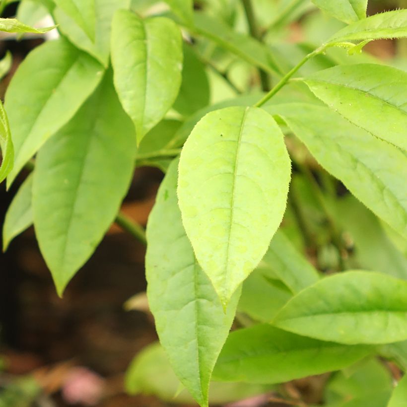 Oxydendron arboreum - Sauerbaum (Laub)