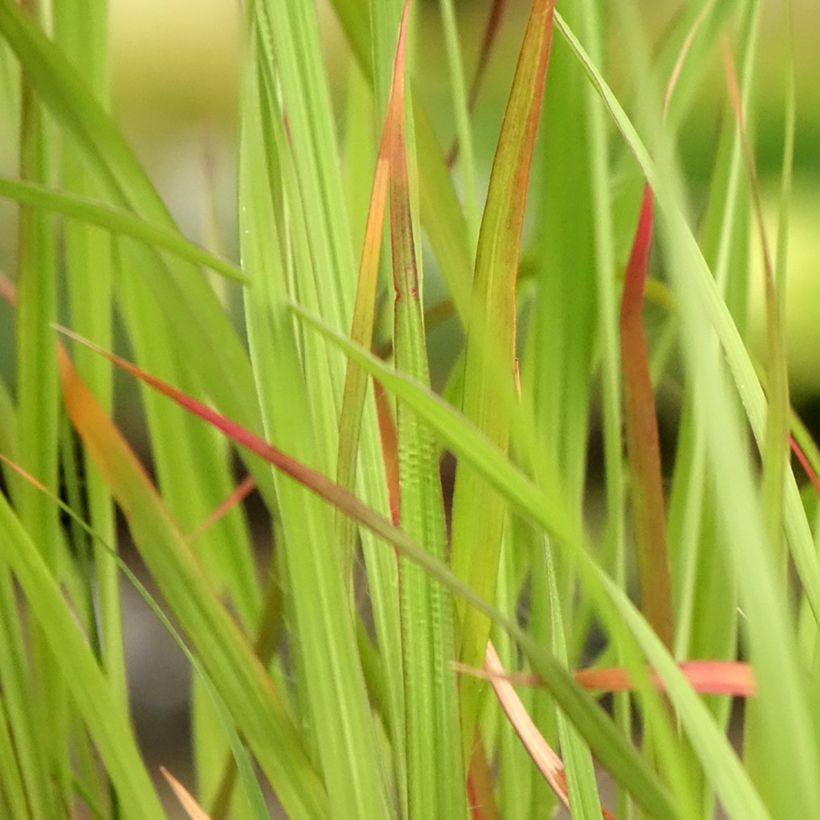 Andropogon hallii Purple Konza - Bartgras, Gambagras (Laub)