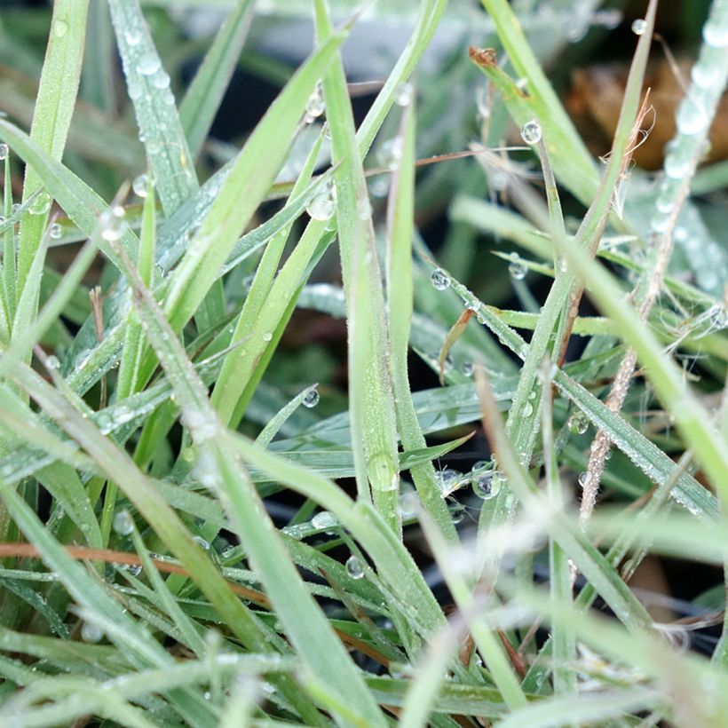 Andropogon ternarius - Silberbartgras (Laub)