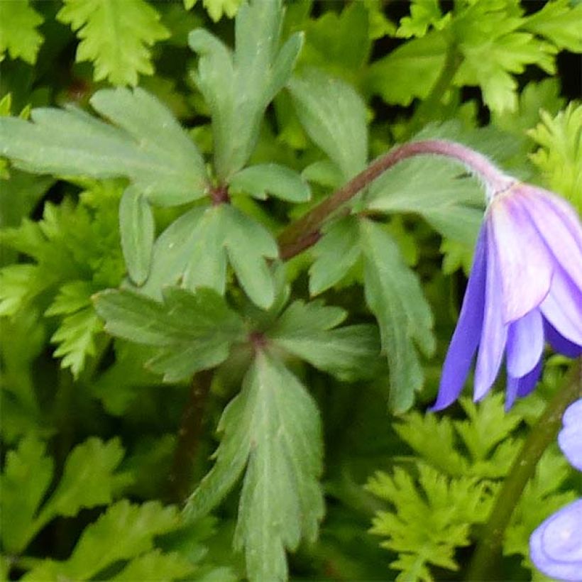 Anemone blanda Blue Shades - Balkan-Windröschen (Laub)