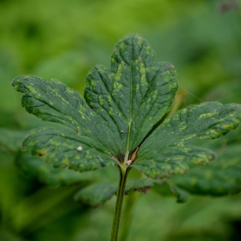 Anemone rivularis - Bach-Anemone (Laub)