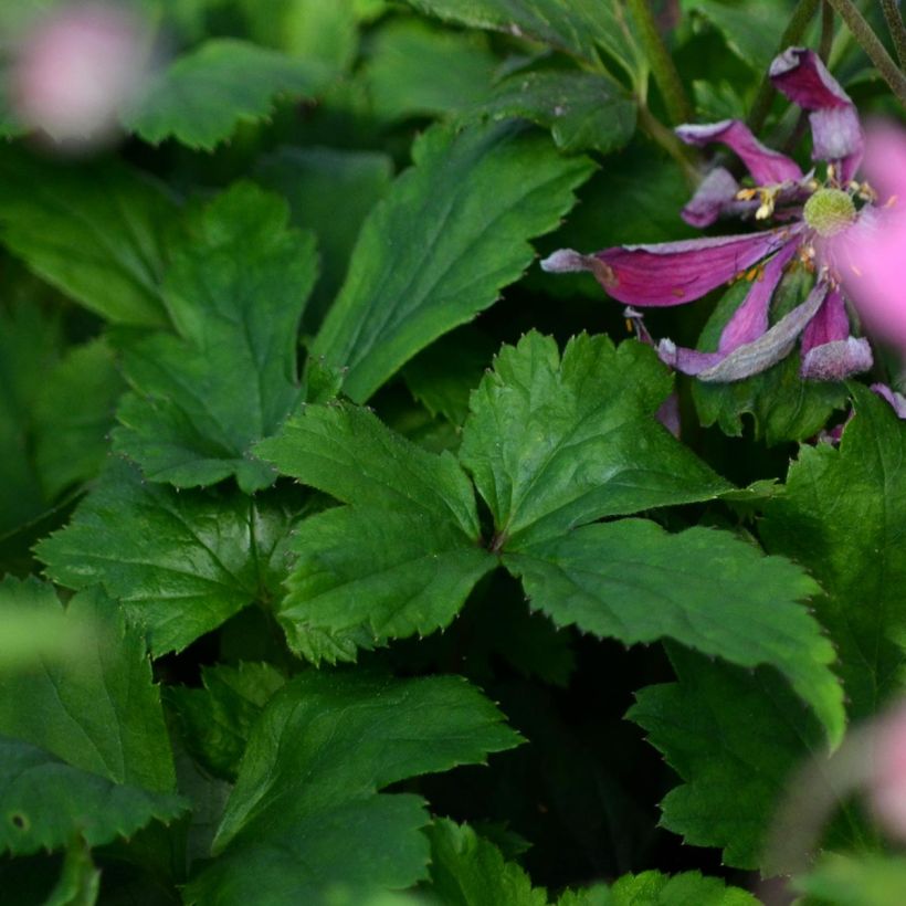 Anemone Bressingham Glow - Japan-Herbst-Anemone (Laub)