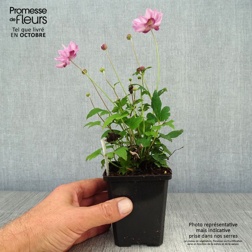 Exemplar von Anémone du Japon Fantasy Pocahontas - Anemone hupehensis var.japonica Godet de 9cm wie im Herbst geliefert