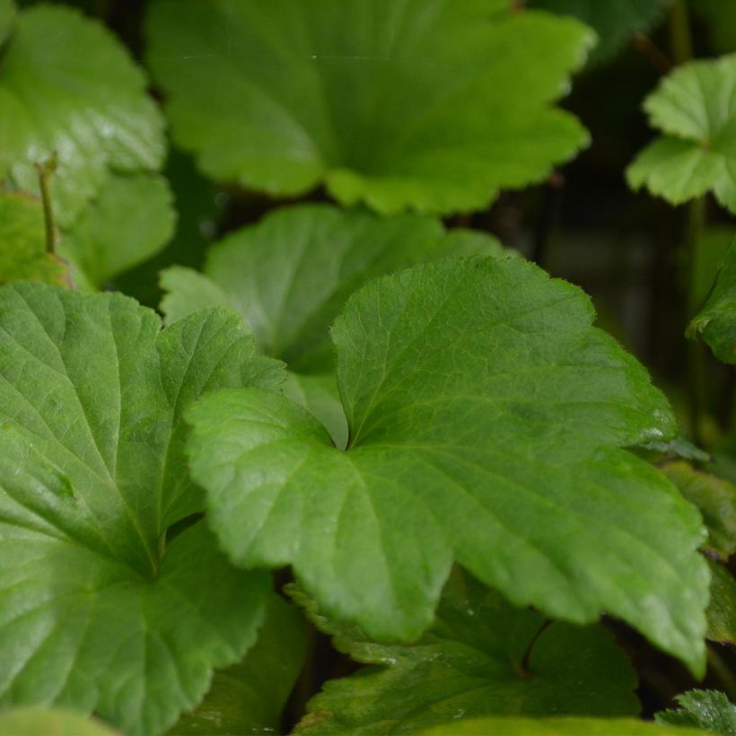 Anemone Whirlwind - Japan-Herbst-Anemone (Laub)