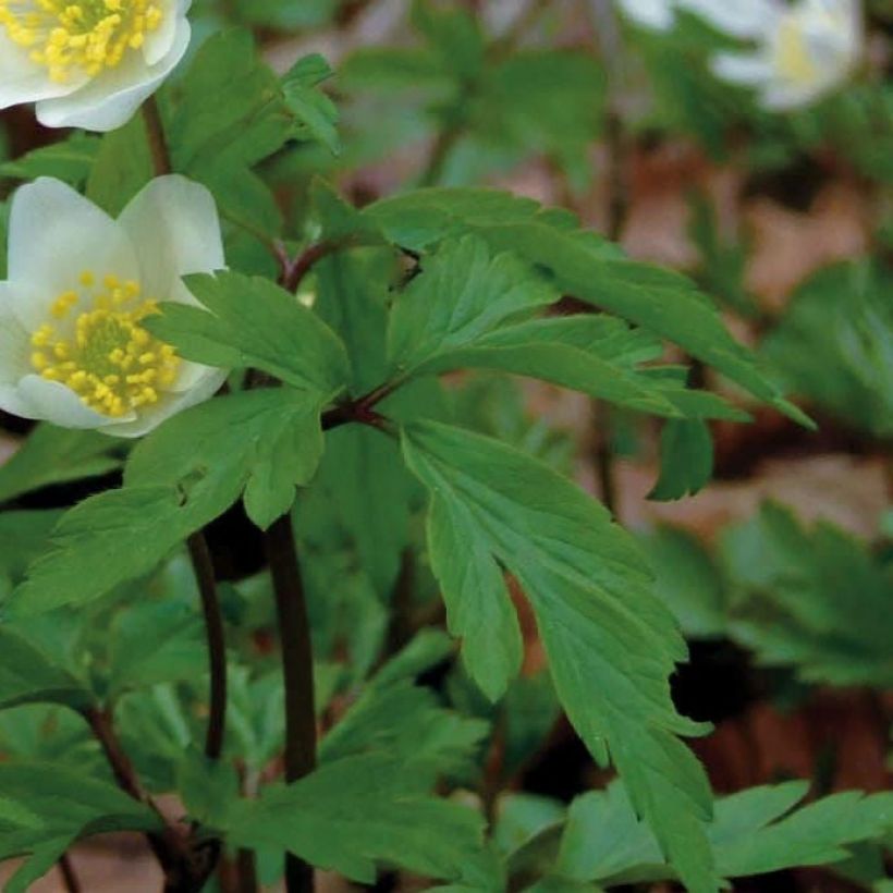 Anemone nemorosa - Busch-Windröschen (Laub)