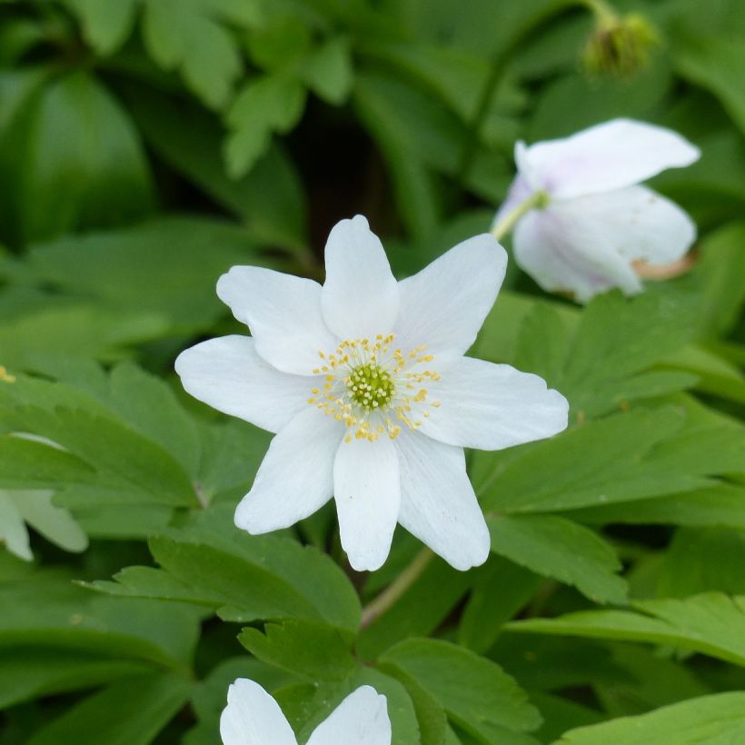 Anemone nemorosa Lychette - Busch-Windröschen (Blüte)