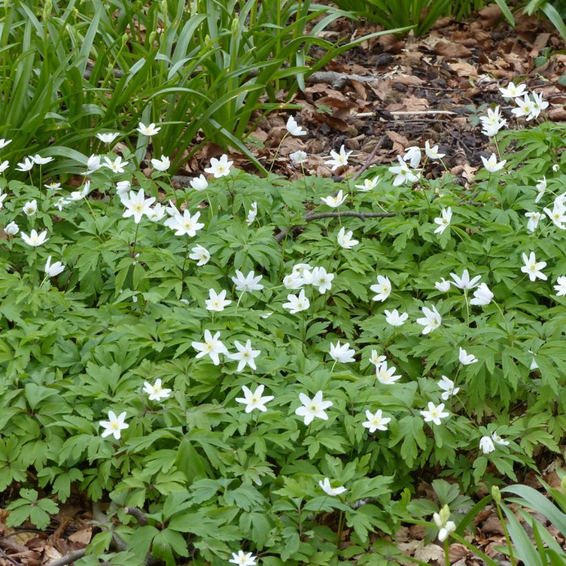 Anemone nemorosa Lychette - Busch-Windröschen (Hafen)