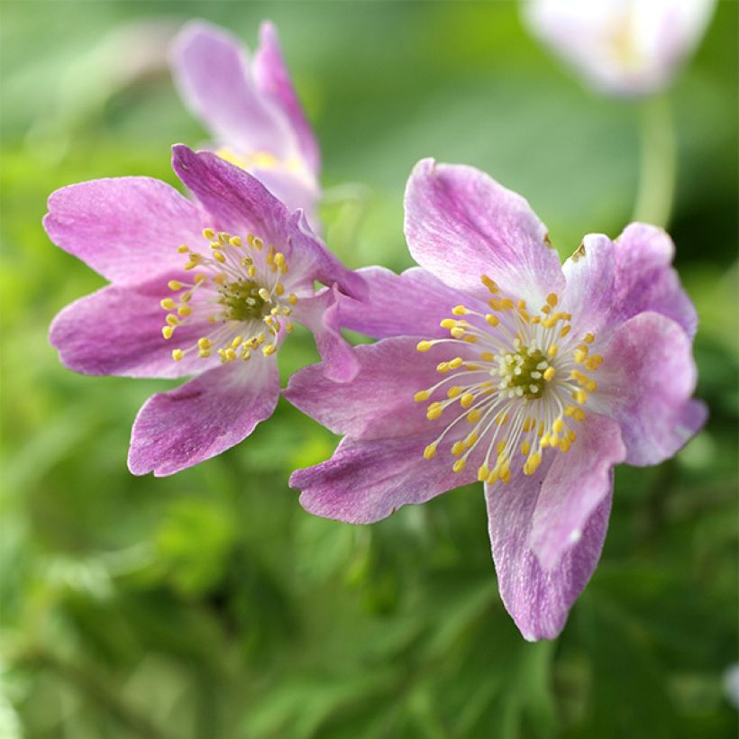 Anemone nemorosa Westwell Pink - Busch-Windröschen (Blüte)