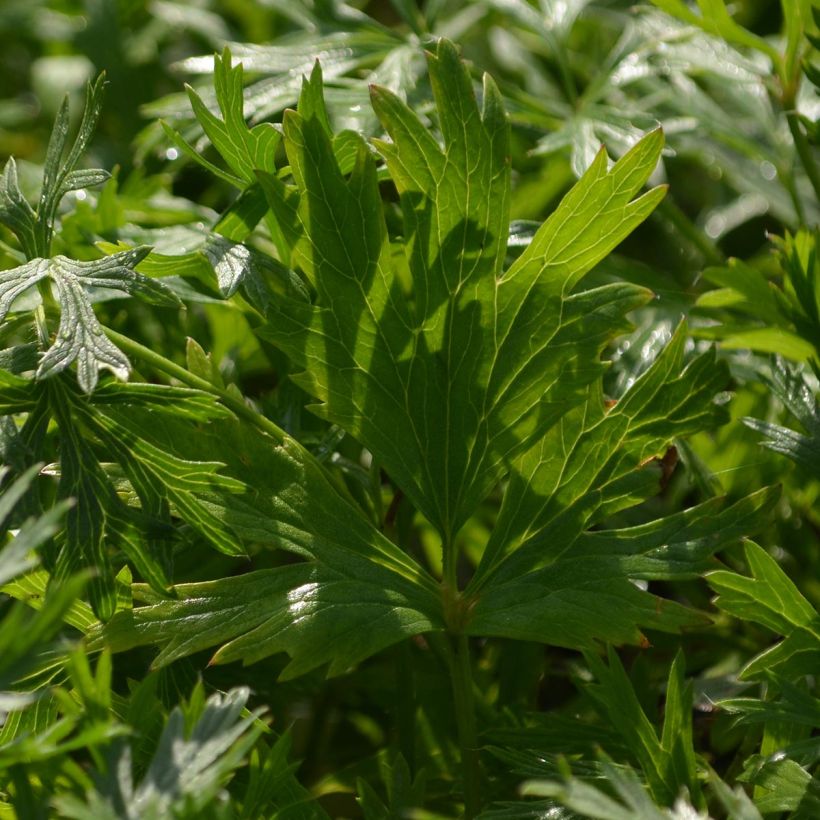 Küchenschelle Röde Klokke - Pulsatilla vulgaris (Laub)