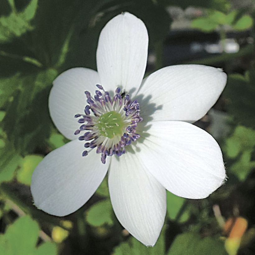 Anemone rivularis - Bach-Anemone (Blüte)