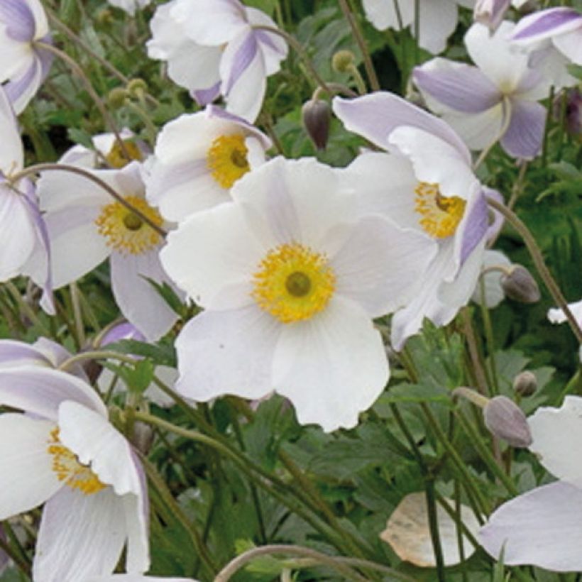 Anemone Wild Swan - Japan-Herbst-Anemone (Blüte)